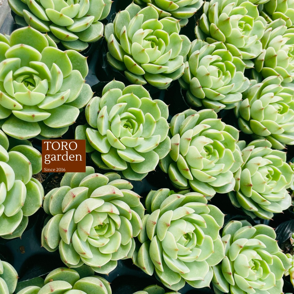 Sen đá vân mai Đà Lạt size bé cây cảnh trang trí nhà cửa Toro garden