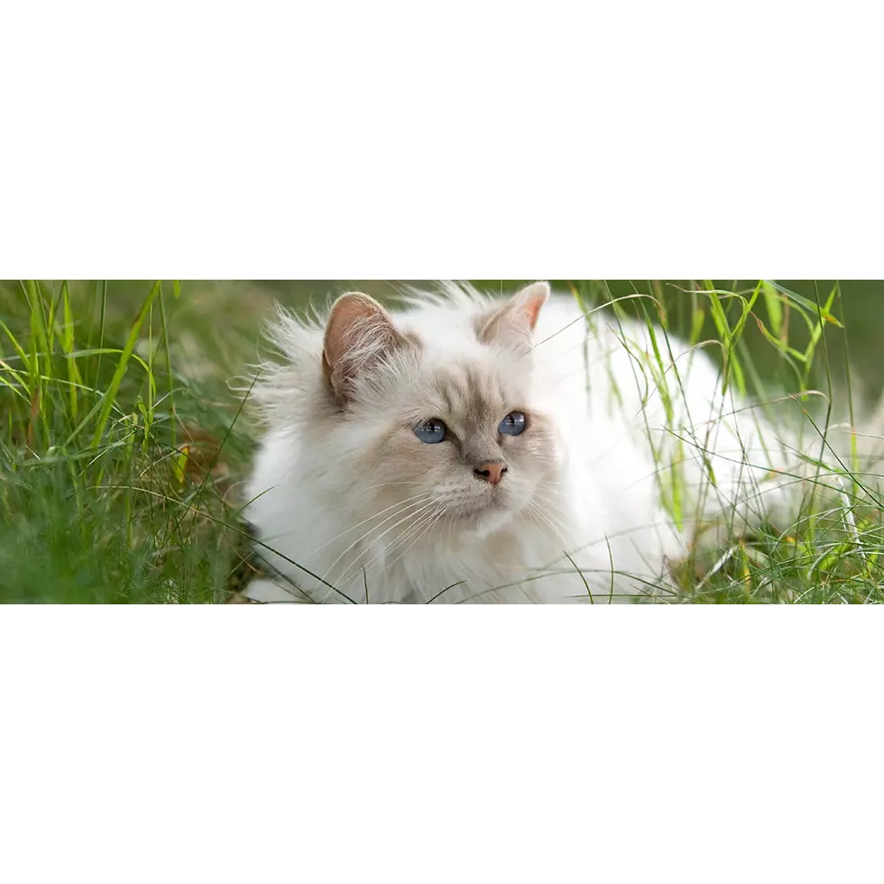 100g - Sữa dê nguyên kem Naturavetal Ziegenvollmilchpulver cho Mèo mẹ, Mèo con và Mèo sau ốm - Kitten &amp; Cats Goat Milk