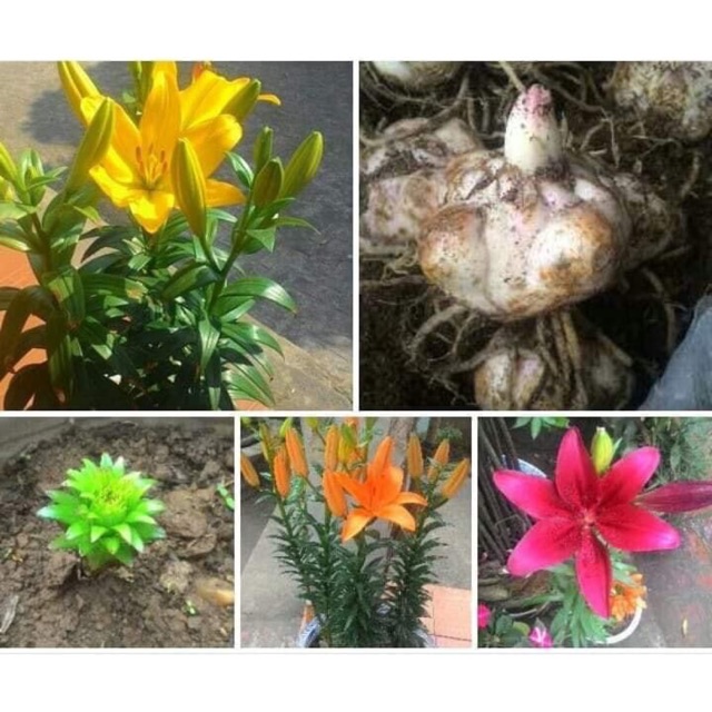 Củ hoa ly cao không thơm