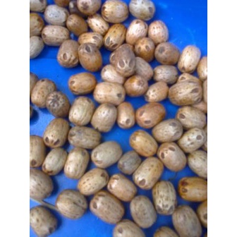 1kg hạt giống xoan đào