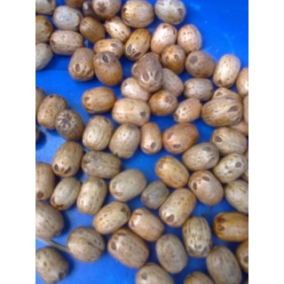 Hạt giống cây xoan đào