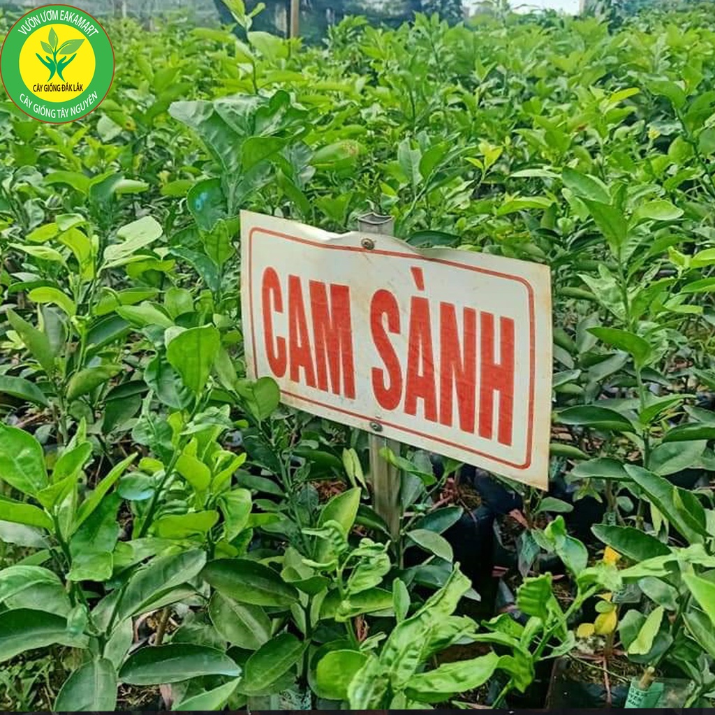 Cây cam sành siêu trái