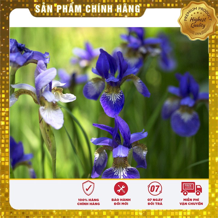 Hạt giống hoa Diên vĩ xanh (Iris xanh)