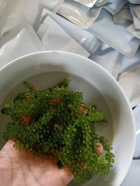 100gr rong nho tách nước Nha Trang(tặng kèm sốt mè rang)❤nở đều, xanh đẹp❤freeship