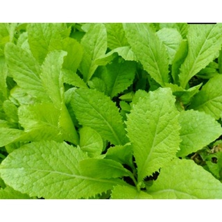 Hạt giống Cải canh mơ Hà Nội 20 gr #hat#giong#cai#canh