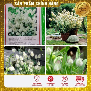 Hạt Giống Cỏ Đuôi Thỏ ( 0,2 gram)