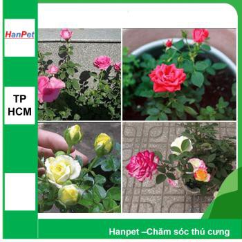 HCM- (HOA TRONG NHÀ) Hạt giống hoa Hồng tỉ muội - Thuần hóa Phù hợp khí hậu Việt Nam