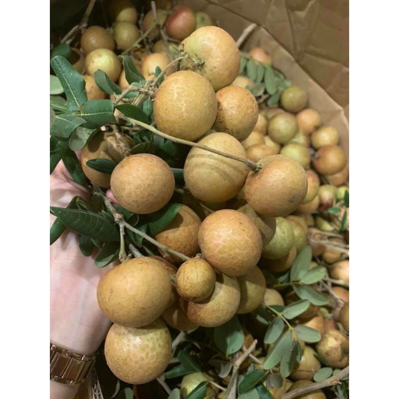 Nhãn xuồng Bao Ngon Ngọt/1kg
