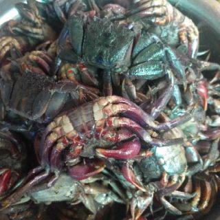 Ba khía con 500 gr
