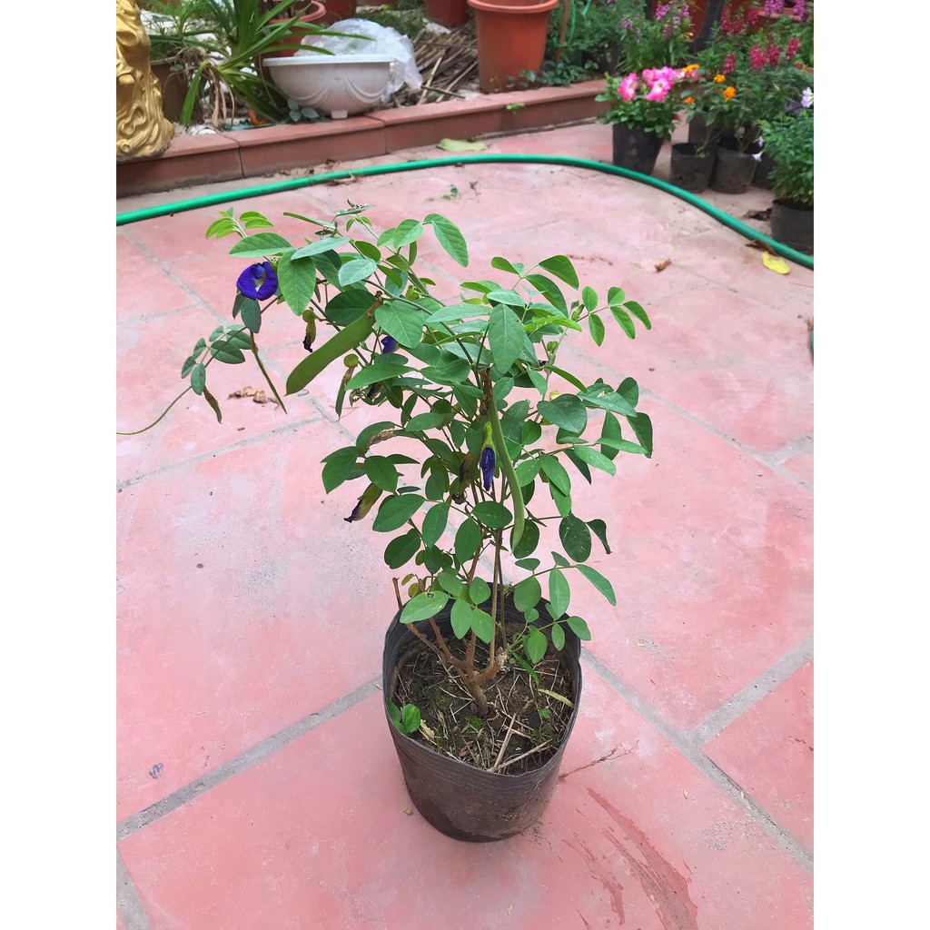 Cây Đậu Biếc leo trồng bịch đen, chiều cao 30-35 cm nhiều ngọn sum suê hoa tím nở rộ, dùng làm dàn leo sân vườn