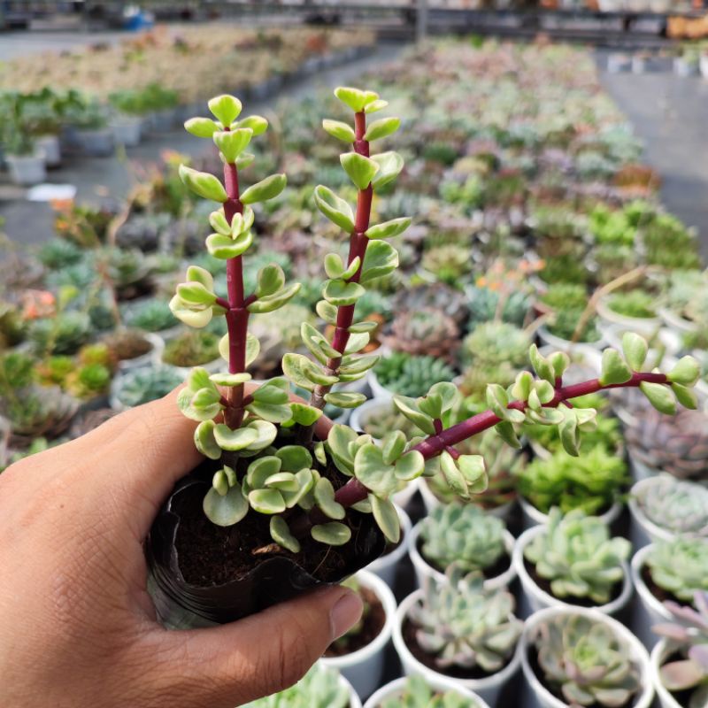 Sen Đá Đô La Trắng Size Bé 5-7cm Siêu Cute, Sen Đá PANDAA GARDEN Xuất Xứ Đà Lạt Khoẻ Đẹp, Thuần Mọi Khí Hậu, Lỗi 1 Đổi 1