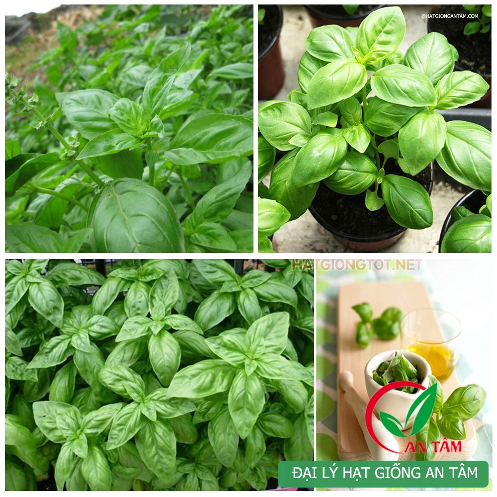 Hạt giống húng tây ngọt(BASIL - húng quế ngọt)