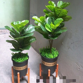 Cây giả - Cây bàng singgapo 1,1m kèm chậu giống thật 99%