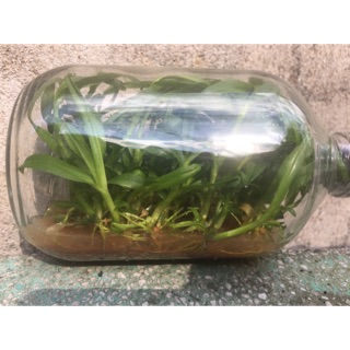 Ám Tuyên Quang - Phi điệp chai giống 25 cây