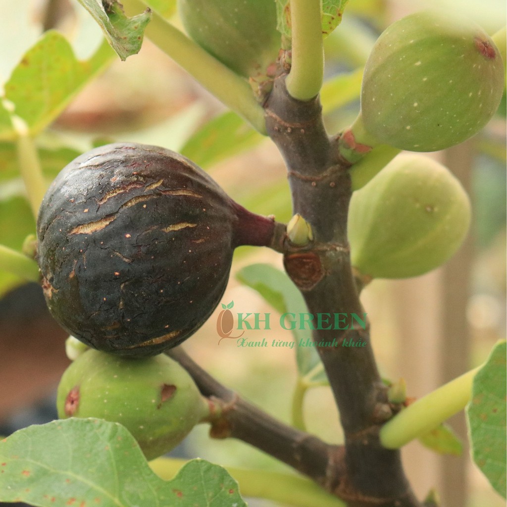 Cây giống Sung Mỹ Galicia Negra - GN Fig