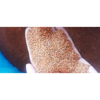 500gram hạt bạch đàn trắng giống