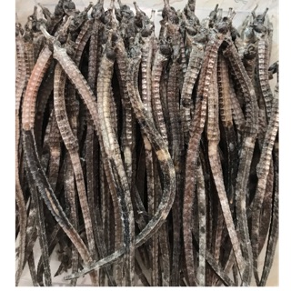 10 con hải long size 25-30cm tặng sao biển