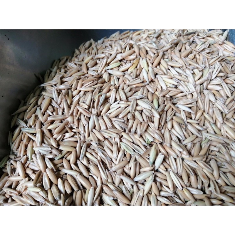 Hạt Yến Mạch Nguyên Vỏ 500Gam - 1Kg