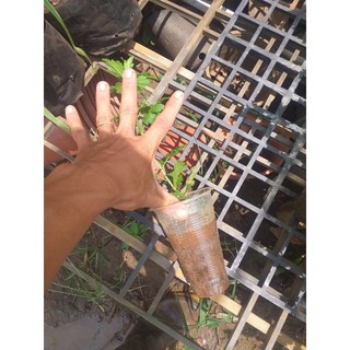 cây hoa cúc cổ trà