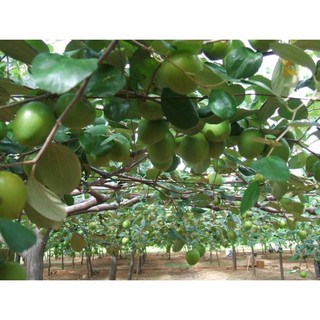 Sản phẩm Cây giống TÁO ĐÀI LOAN (TÁO LAI LÊ ) - Giống chuẩn F1 + Tặng (0,3kg) phân hữu cơ cao cấp