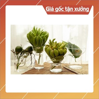 Ly thủy tinh đựng phật thủ, trồng cây thủy sinh