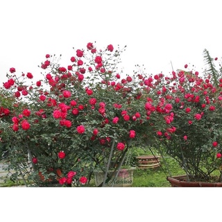 Cây hoa Hồng cổ Huế( cây giống)