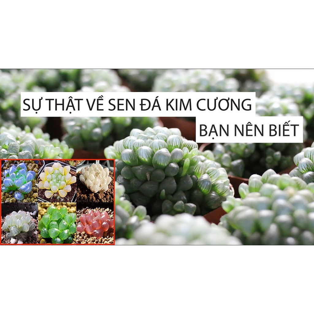 Sen Đá Kim cương mix (hạt giống newgreenseeds)