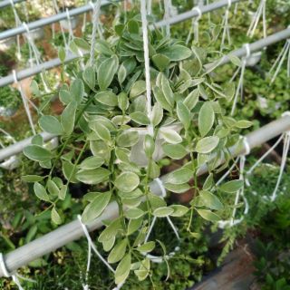 Chậu treo hạt dưa cẩm Thạch, trang trí văn phòng, bàn làm việc