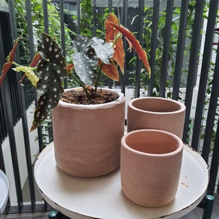 combo bộ 3 chậu đất nung
