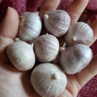 1 kg tỏi cô đơn 99k