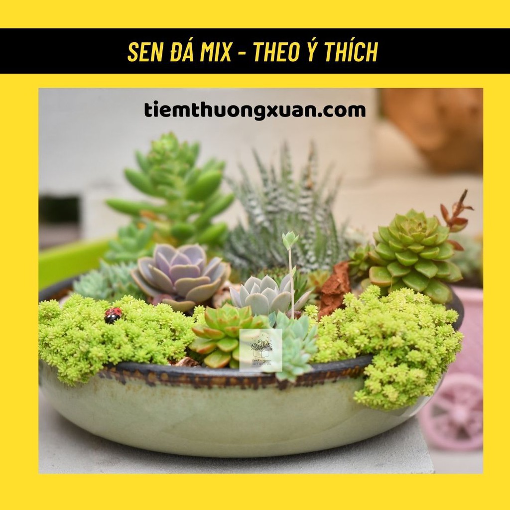 [Có bảo hành] Sen đá mini - Cỡ 6cm - Sen đá kim cương, đế vương, hoa hồng - Tiệm Thường Xuân