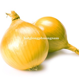 HẠT GIỐNG HÀNH TÂY VÀNG