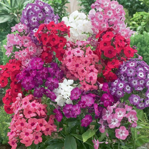 Hạt giống hoa Thanh Trúc Mix