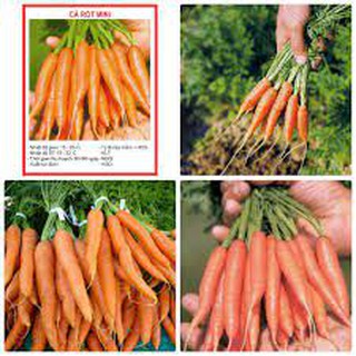 Hạt giống Cà rốt mini, Cà rốt baby dễ trồng