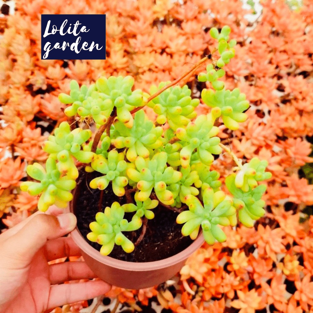 Sen đá thạch ngọc mĩ bụi to full nắng mưa Đà Lạt size trung bình cây cảnh trang trí nhà cửa Lolita garden