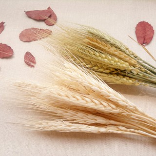 50 cành hoa lúa mạch cắm trang trí nhà cửa