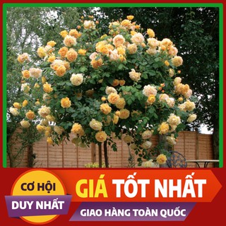 Hạt giống hoa Hồng Juliet - giống nước ngoài