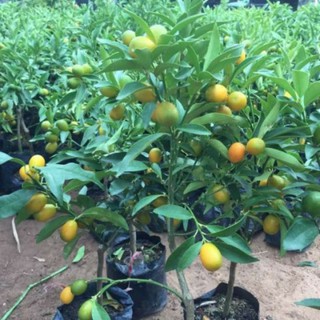 1 cây quất ngọt vỏ (tắc Mỹ)