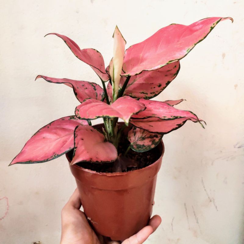 Cây Vạn Lộc Hồng, cây phong thủy để bàn siêu xinh