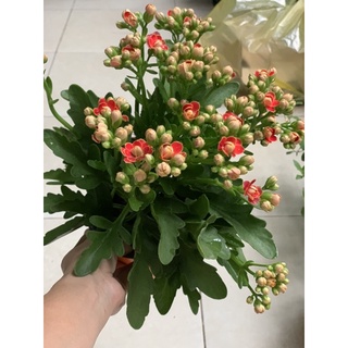 Sống đời kép các màu