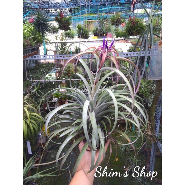 Cây không khí Tillandsia riohondoensis cây con