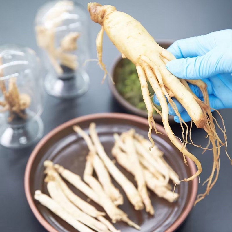 Hồng sâm hoa lê chuông cho người lớn