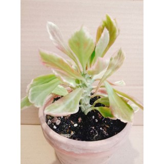 Xương rồng euphoria var đỏ