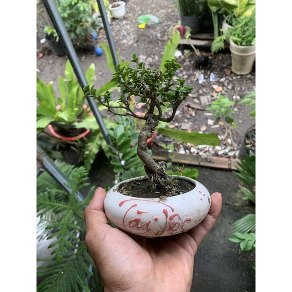 Cây Sam Hương mini để bàn và cây thô gốc lớn