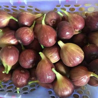 2 Cây sung mỹ 1 năm tuổi
