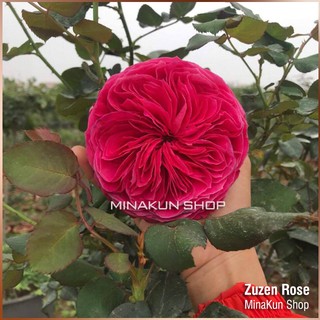 Hoa hồng ngoại Zuzen Rose cánh dày, bông siêu bền, cực thơm - Minakun Shop