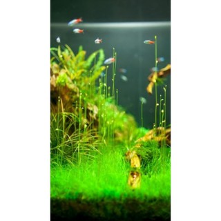 cỏ giấy lá nước ( cỏ nền tiền cảnh)  ( 1 tấc 10x6cm 200k)