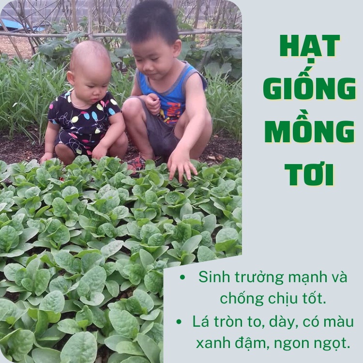 20g Hạt Giống Rau Mồng Tơi: Ngon Ngọt, Lá Tròn To, Dễ Trồng