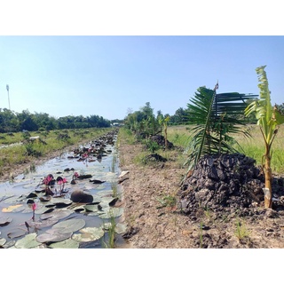 20 củ bông súng đà lạt