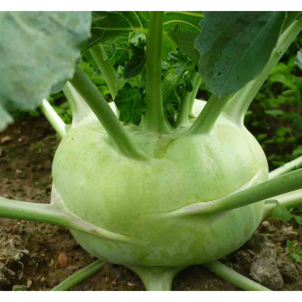 Hạt Giống Su Hào Xanh 1gr ~ 200 hạt